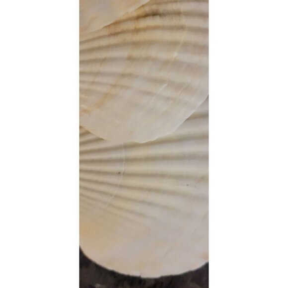 Natural Scallop Seashells & Toothpicks Appetizers Baking Lot of 6 - Picture 9 of 10